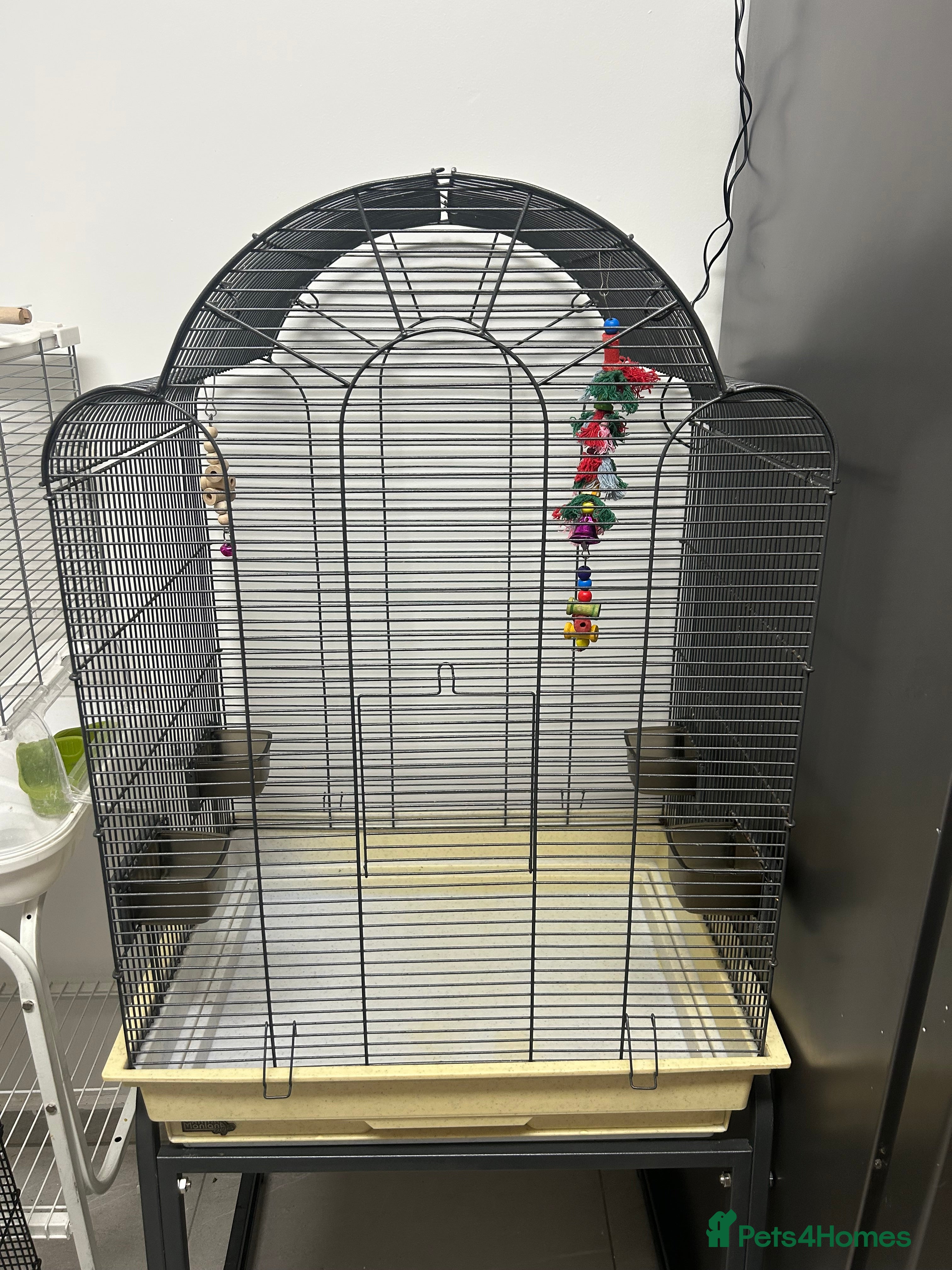 Ringnecks birds  cages and birds for sale  in Sheffield - Advert 1