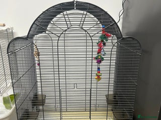 Ringnecks birds cages and birds for sale in Sheffield - Advert 1