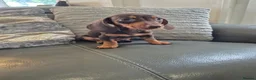 Miniature Dachshund dogs for sale: KC Dachshunds  - Ready now - Advert 6