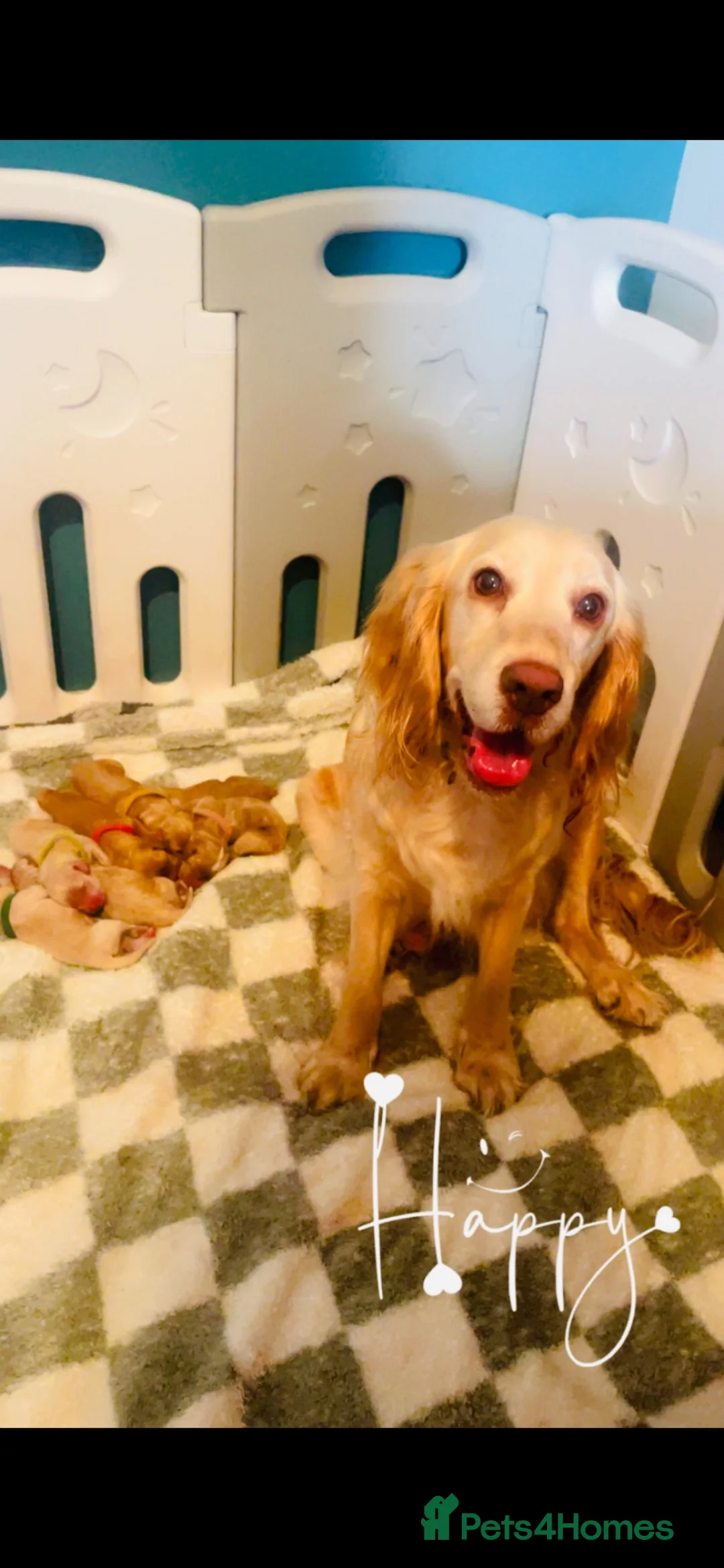 Cockapoo dogs for sale: Stunning litter of F1 cockapoo puppies  in Gravesend - Advert 24