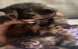 Maine Coon cats for sale: Maine coon x BSH babies  - Image 3