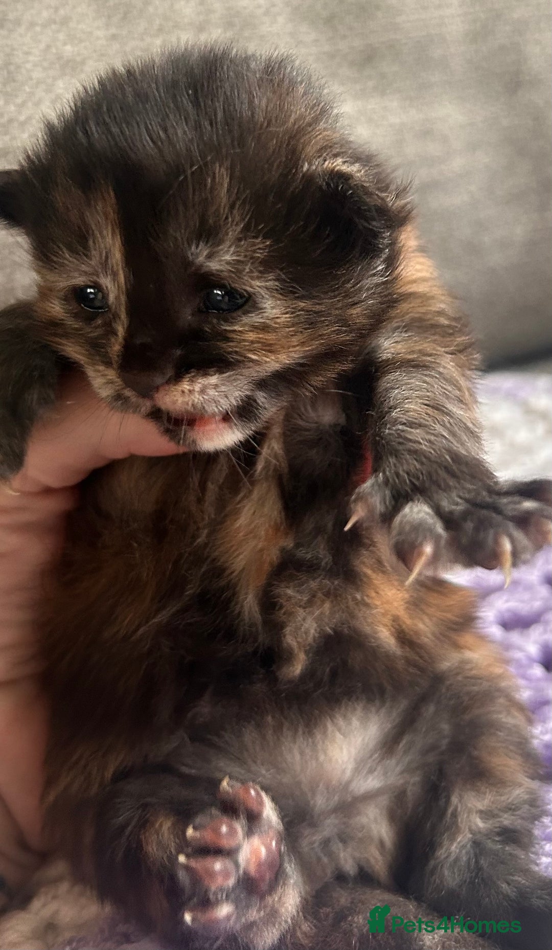 Maine Coon cats for sale: Maine coon x BSH babies  - Image 3