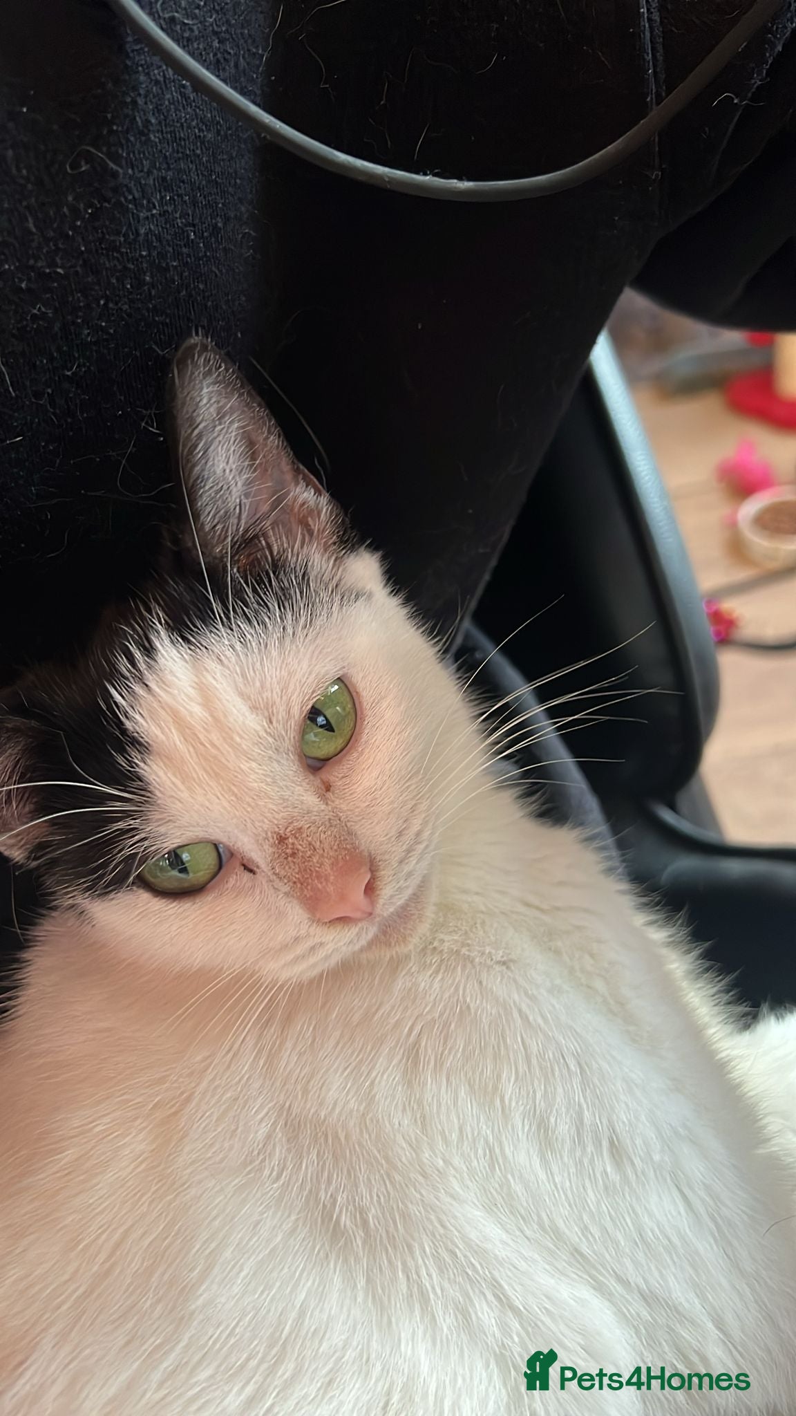 Mixed Breed cats Beautiful indoor girl looking for single cat home - Advert 1