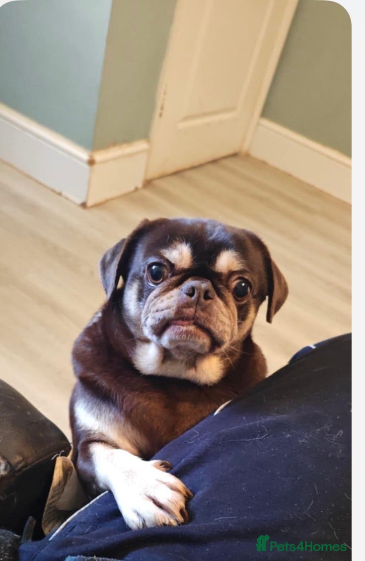Pug dogs Now only adult choc and tan kc reg female left  - Advert 2