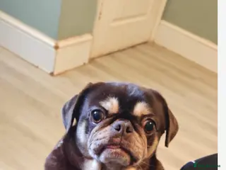 Pug dogs Now only adult choc and tan kc reg female left - Advert 11