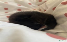 Mixed Breed cats for sale: Three lovely mixed breed kittens - Image 10