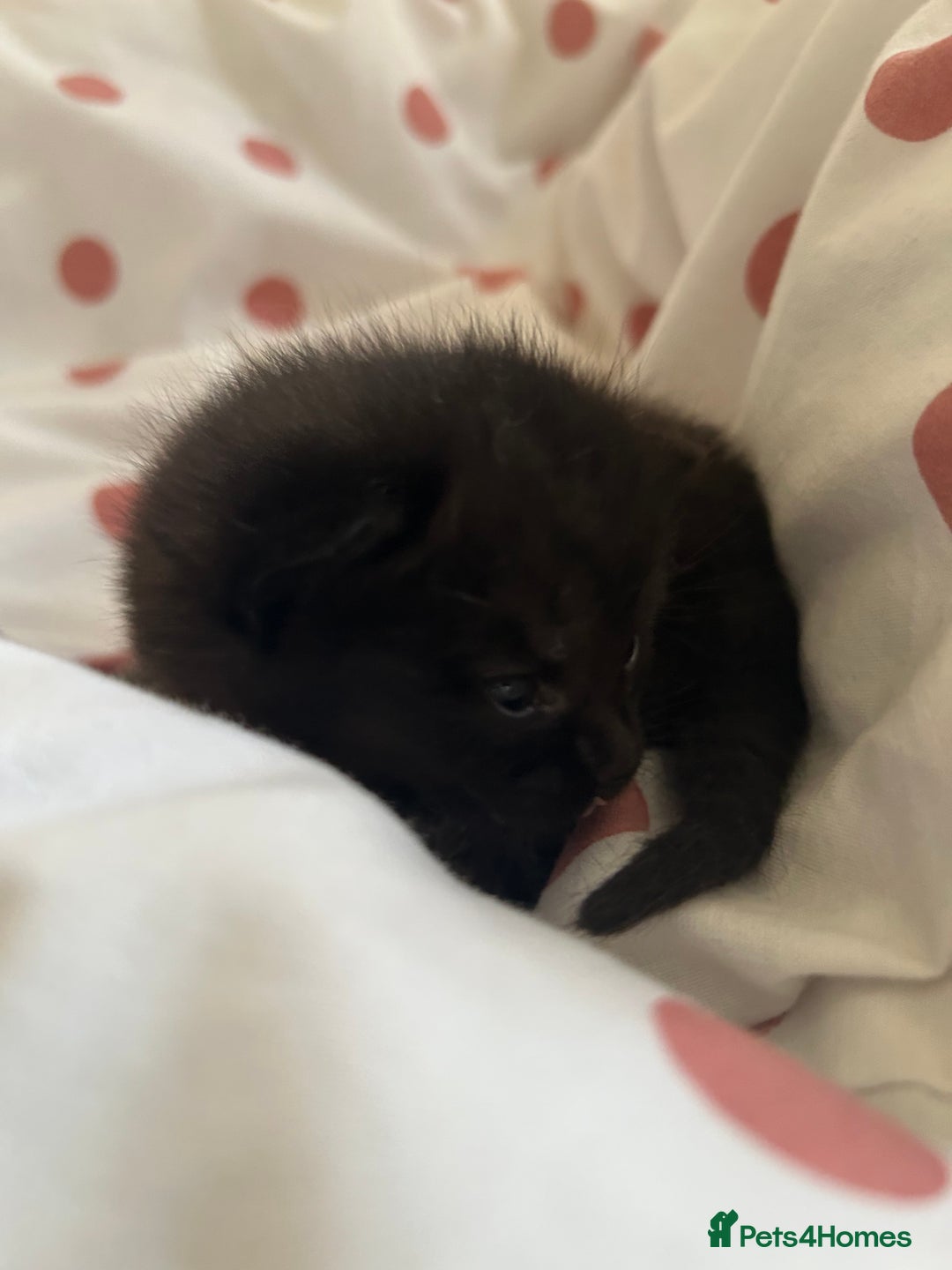 Mixed Breed cats for sale: Three lovely mixed breed kittens - Image 10