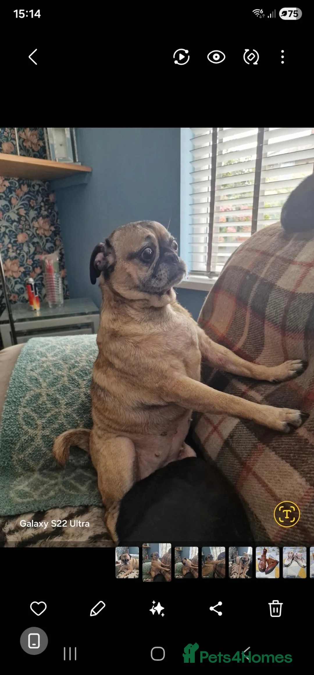 Jug dogs for sale: Pug Jack Russell  in Leyland - Advert 2