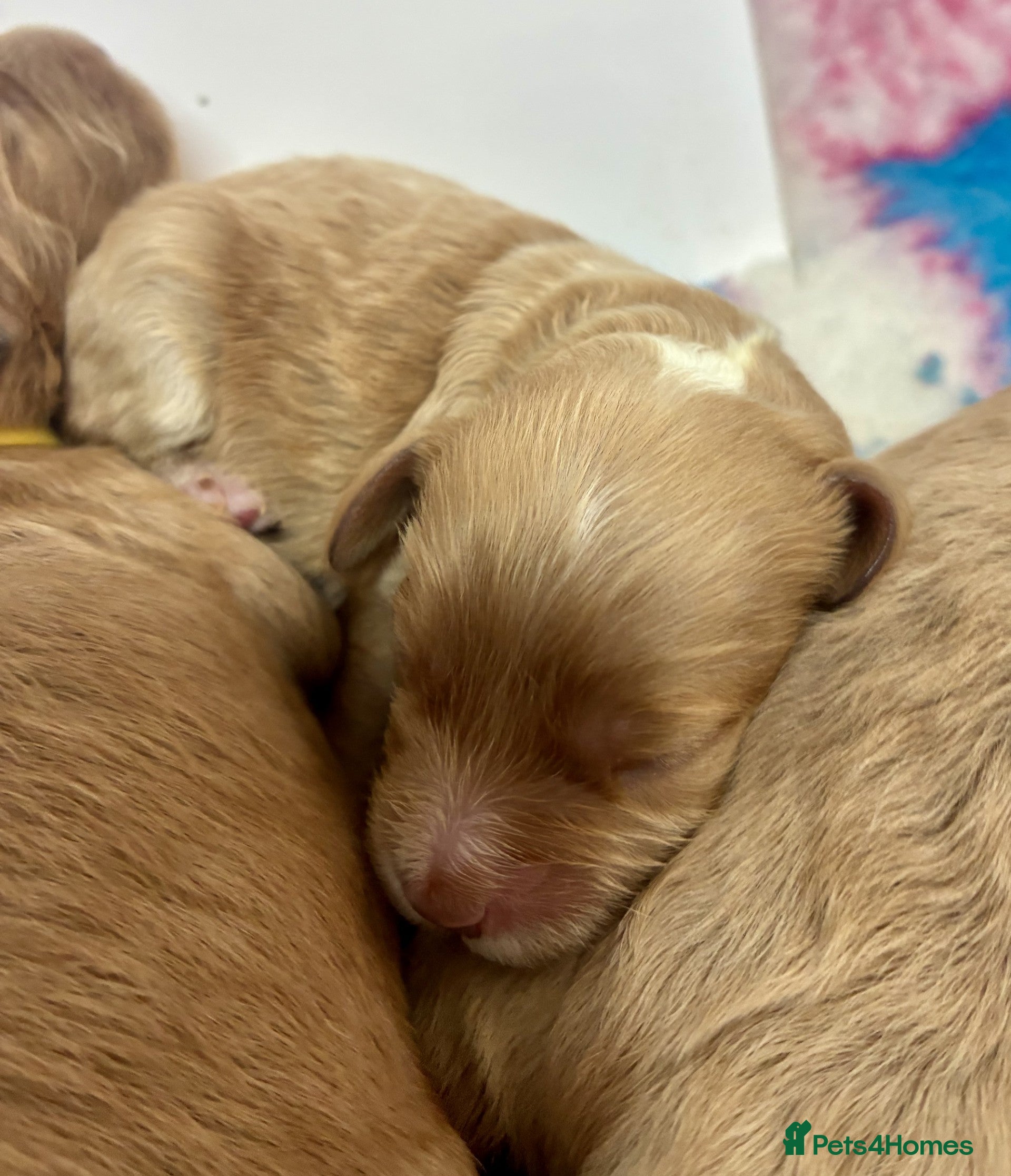 Cockapoo dogs 🌟 Stunning F1 Cockapoo puppies 🌟 - Advert 2