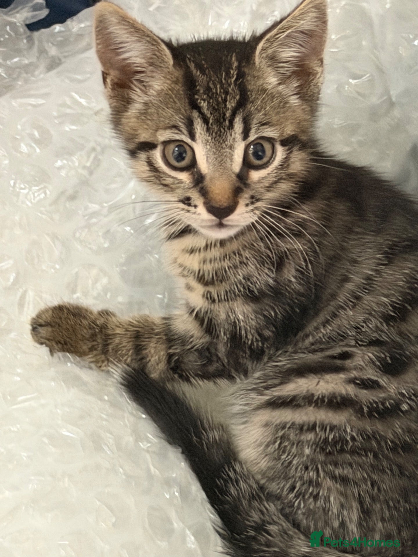 Mixed Breed cats 😍🐈 2 male kittens for sale🐈 😍 - Advert 12