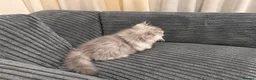 Napoleon cats for sale: Purebred Silver & White Short-Legged Minuet Girl  - Advert 6