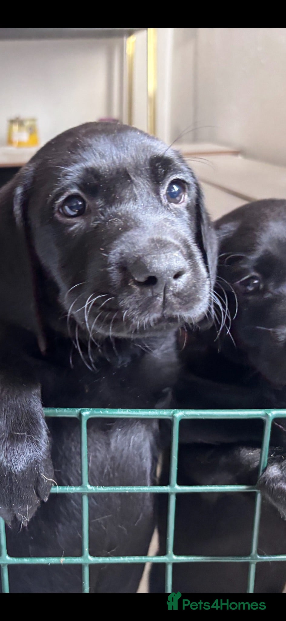 Labrador Retriever dogs KC Labrador pups for sale! One boy left  - Advert 1