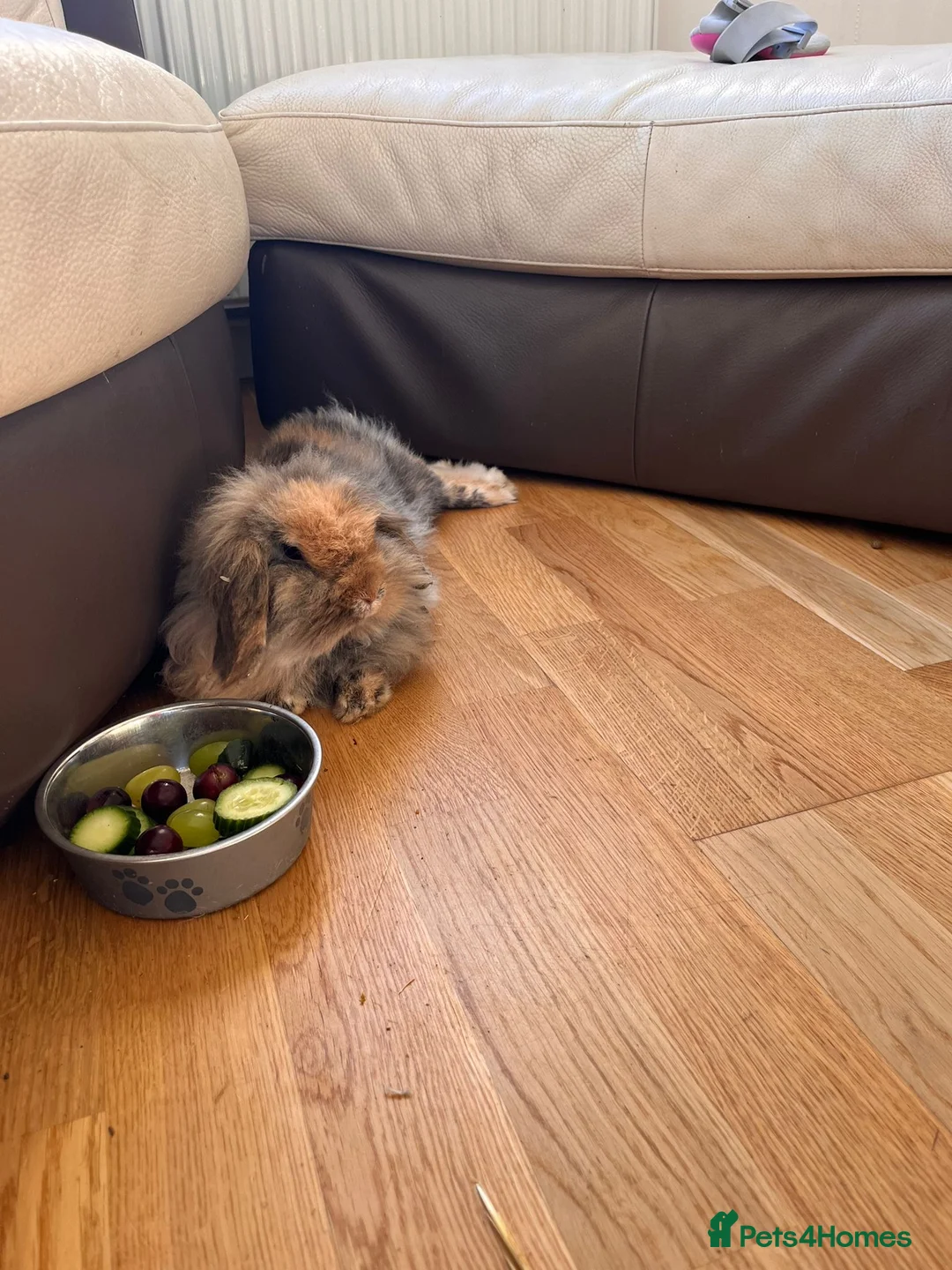 Mini Lion Lop rabbits for sale: Mini Lion Lop Female rabbit in Bristol - Advert 2