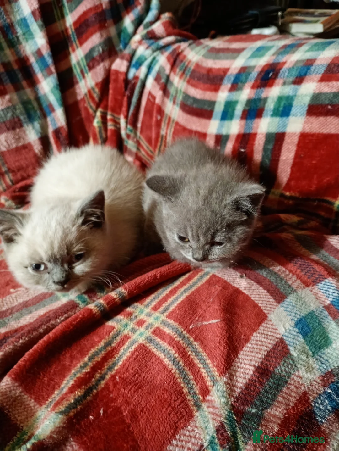 British Shorthair cats for sale: Full British Shorthair kittens - Advert 9