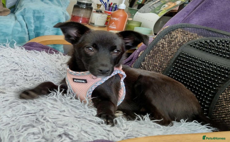 Mixed Breed dogs - Advert 11
