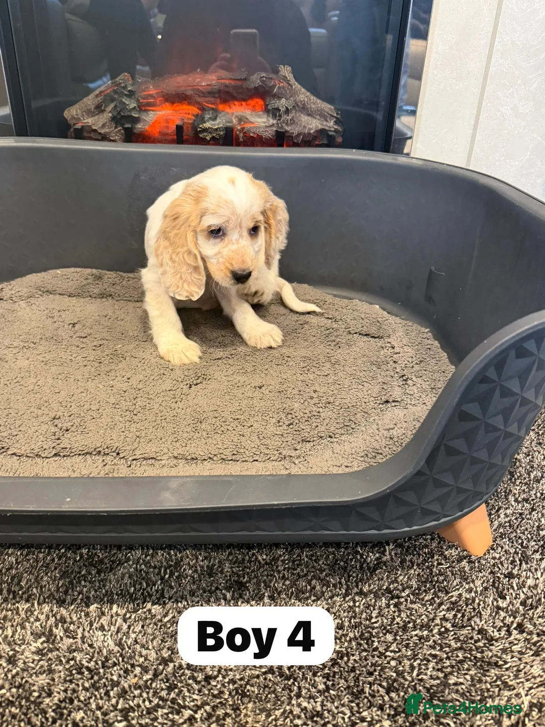 Cocker Spaniel dogs for sale: Beautiful adorable show type cocker spaniels - Advert 28