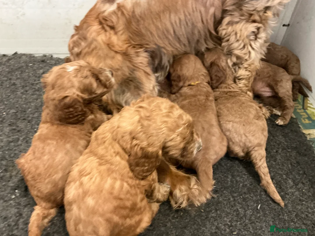 Cockapoo dogs for sale: QUALITY COCKERPOO PUPPIES ,HEALTH TESTED PARENTS - Advert 2