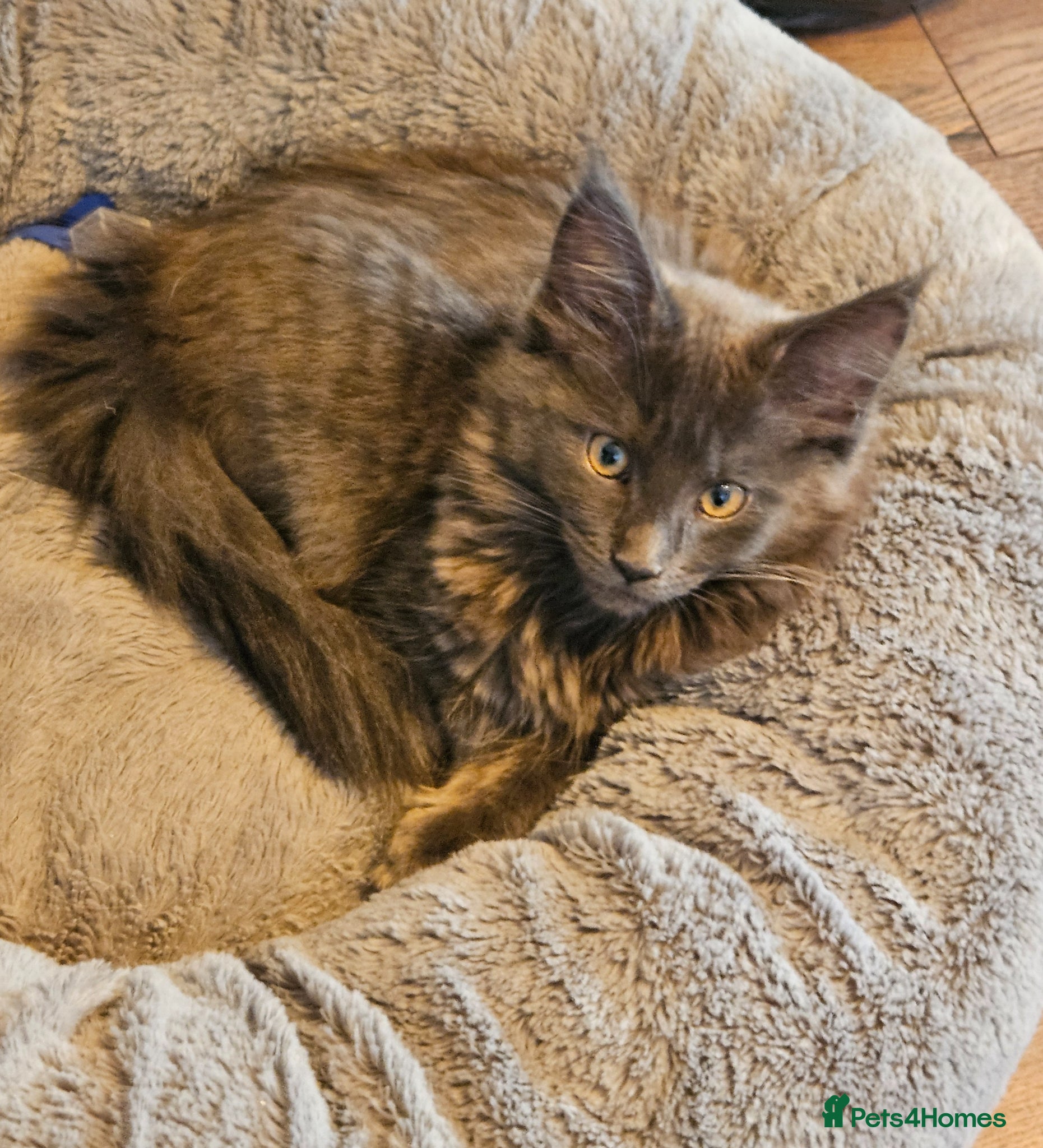 Maine Coon cats BLUE PEDIGREE GCCF MAINE COON KITTEN VERY HEALTHY  - Advert 2