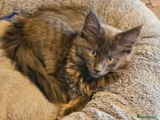 Maine Coon cats BLUE PEDIGREE GCCF MAINE COON KITTEN VERY HEALTHY - Advert 3