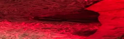 Python Snake reptiles for sale: Female Royal Ball Python + Full Enclosure Setup - Advert 3