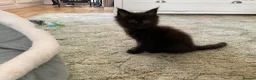 Maine Coon cats for sale: Maine Coon Kittens 2 males  - Advert 4