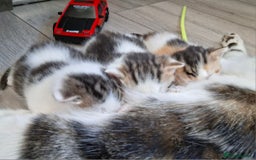 Mixed Breed cats for sale: 3 Adorable Fluffy Kittens - Image 3