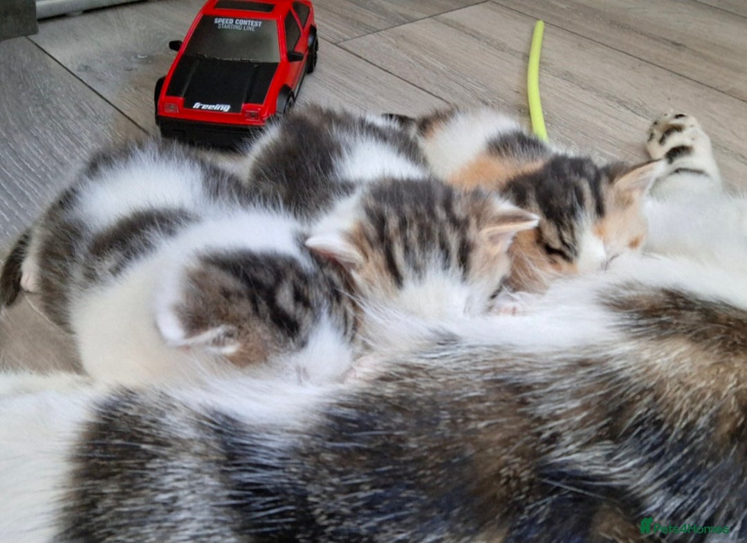 Mixed Breed cats for sale: 3 Adorable Fluffy Kittens - Image 3