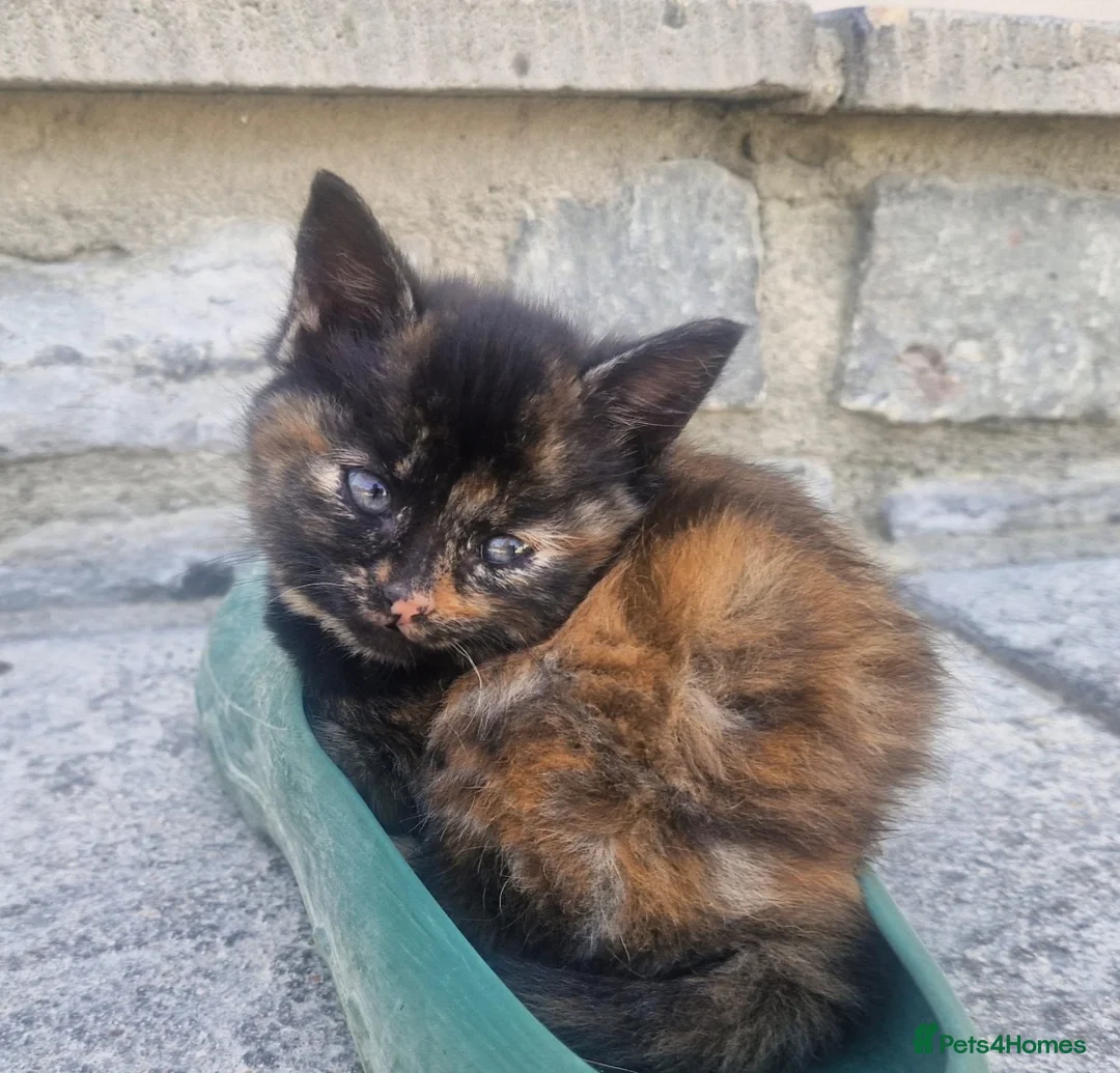 Mixed Breed cats for sale: Kittens for sale  - Advert 1