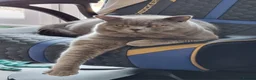 British Shorthair cats for stud: British Shorthair cat for stud  - Advert 10