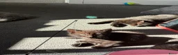 Mixed Breed cats for sale: Kittens  in Bristol - Advert 6