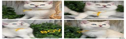 British Shorthair cats for sale: British sh golden point adorable boy left TICA - Advert 2