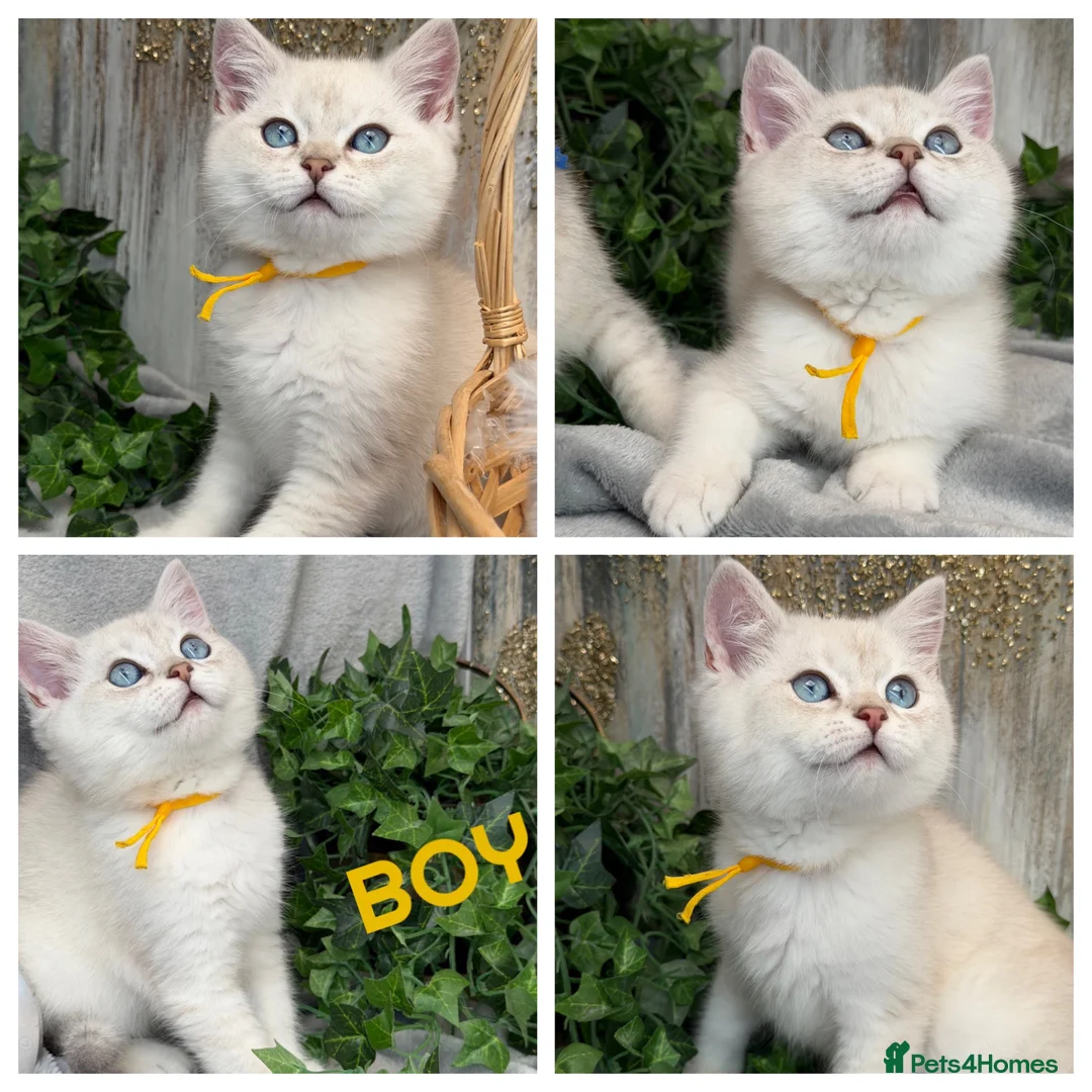 British Shorthair cats for sale: British sh golden point adorable boy left TICA - Advert 2