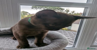 Burmese cats - Advert 14