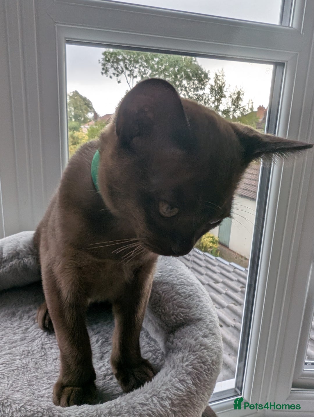 Burmese cats for sale: 1 beautiful brown boy - Image 3