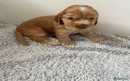 Cocker Spaniel dogs for sale: Show cocker spaniel puppies viewings this weekend! - Image 28