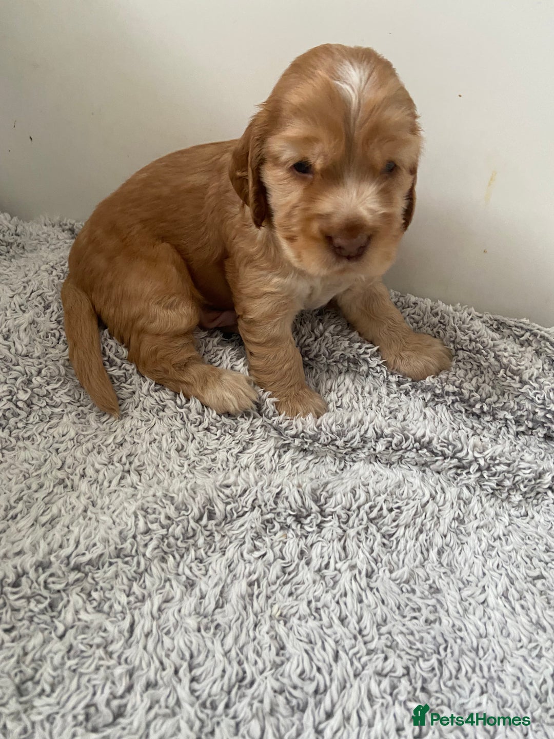 Cocker Spaniel dogs for sale: Show cocker spaniel puppies viewings this weekend! - Image 28