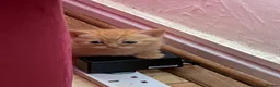 Mixed Breed cats for sale: Two kittens one ginger male and one black female  - Advert 2