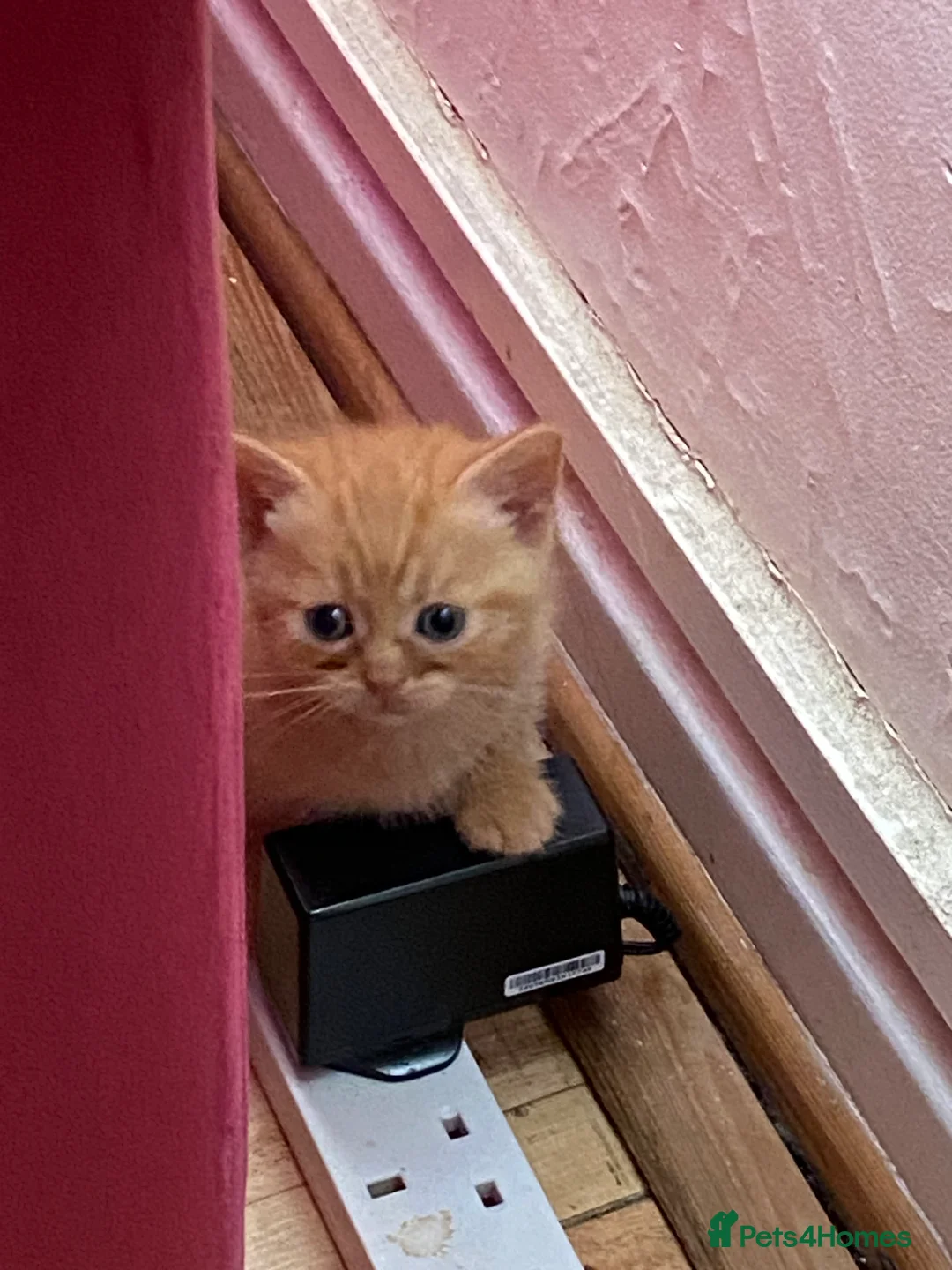 Mixed Breed cats for sale: Two kittens one ginger male and one black female  - Advert 2