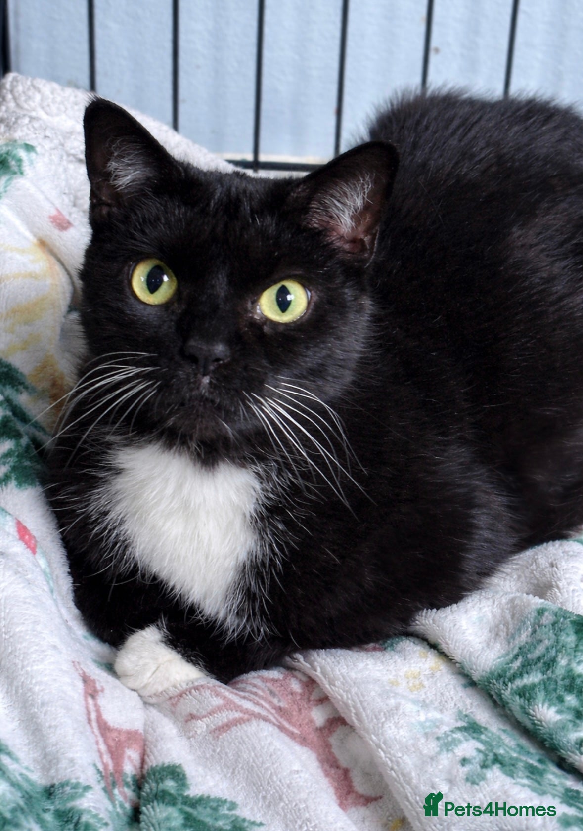 British Shorthair cats Lovebugs Ronnie & Ruby - Adopt CIC - Advert 1