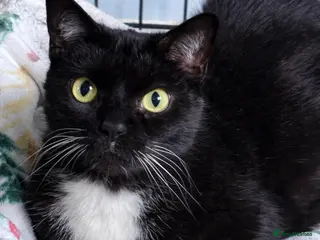 British Shorthair cats Lovebugs Ronnie & Ruby - Adopt CIC - Advert 1