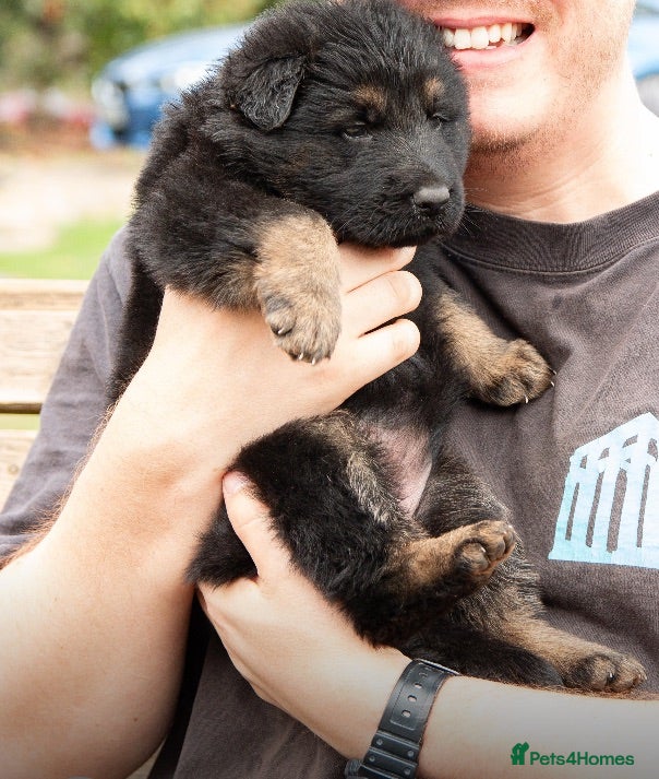 German Shepherd dogs KC German Shepherd puppies-Dad Rockforce Maverick - Advert 1
