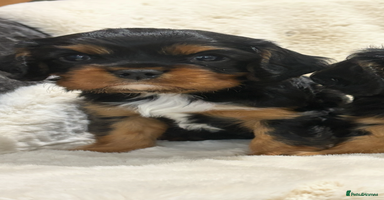 Cavalier King Charles Spaniel dogs - Advert 13