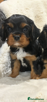 Cavalier King Charles Spaniel dogs - Advert 6