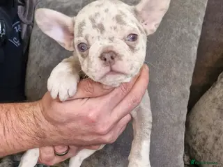 French Bulldog dogs Last female merle french bulldog - Advert 5