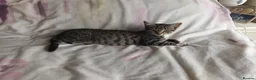 Mixed Breed cats for sale: Kittens  - Advert 4