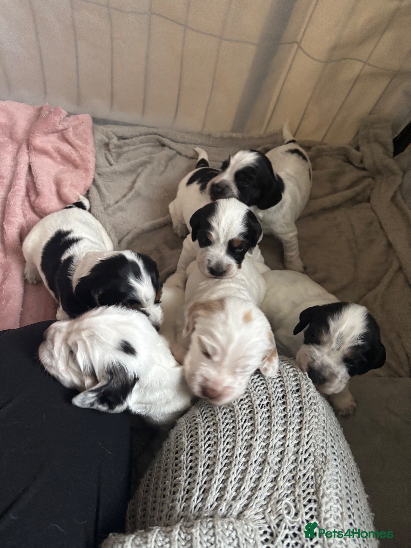 Sprocker dogs 6  beautiful sprocker cross puppy’s for sale - Advert 4