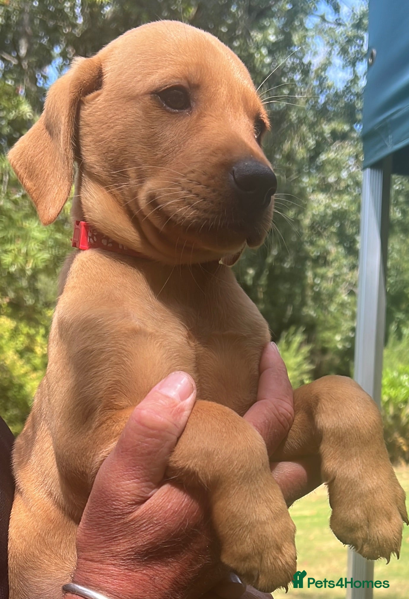 Labrador Retriever dogs *READY NOW* 2 BIG STRONG DARK FOX RED MALES - Advert 9