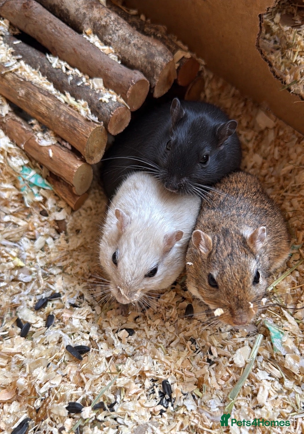 Gerbil rodents Friendly playful Gerbil Brothers  - Advert 6
