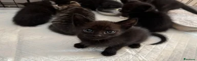 Black Male 1