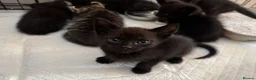 Mixed Breed cats for sale: Sphynx cross kittens x6 - Advert 7